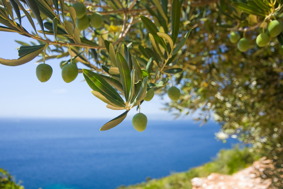 olivo sobre mar ana sanchez nutricion